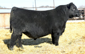 Basin True North 2507 Picture