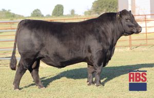 RC Lucchese L101 Picture