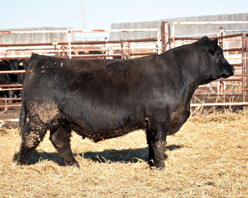 GDAR Bull