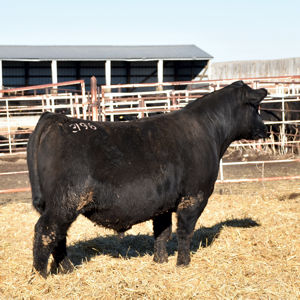 GDAR Yearling Bull