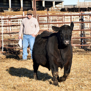 Mickey Evaluating Bull
