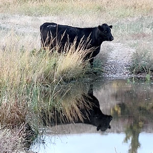 Heifers Reflection in Water