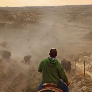 Cows going down a hill