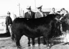Russ and Mick with bull 1967