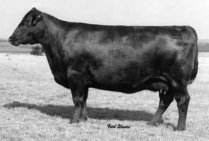 GDAR SVF FOREVER LADY 157C