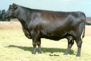 GDAR SVF FOREVER LADY 226D