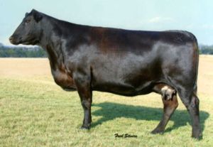 GDAR Forever Lady 5E