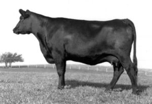 GDAR Forever Lady 719