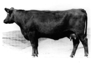 RACHEL RITO 813 G D A R