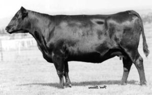 G D A R FOREVER LADY 9300