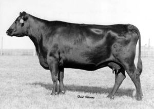 GDAR Forever Lady 98