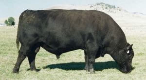 G D A R TRAVELER 044