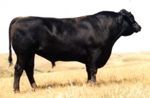 G D A R QUANTUM 1245