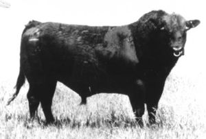 BARDOLIER 200 OF G D A R