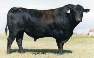 GDAR SVF TRAVELER 228D