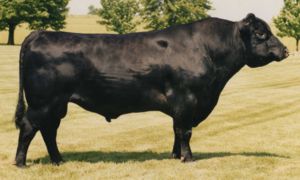 GDAR SVF TRAVELER 234D