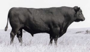 TRAVELER 3173 G D A R