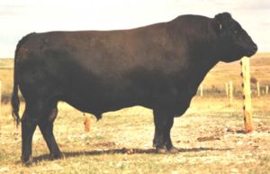 G D A R RAINMAKER 340