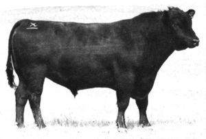 CANDOLIER FOREVER 376