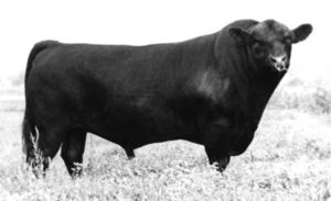 BARDOLIER 51 OF G D A R