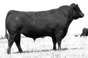 G D A R TRAVELER 584 L T