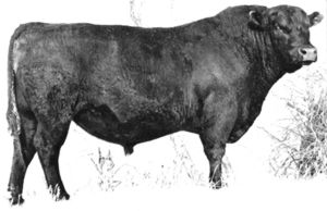 RITO EVER 865 G D A R