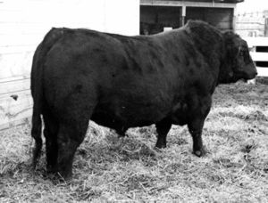 Picture of HIGHLAND EVAXUS LAD A50