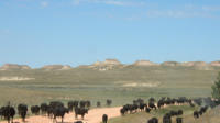 Trailing cows at GDAR.