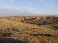 GDAR cows in pasture