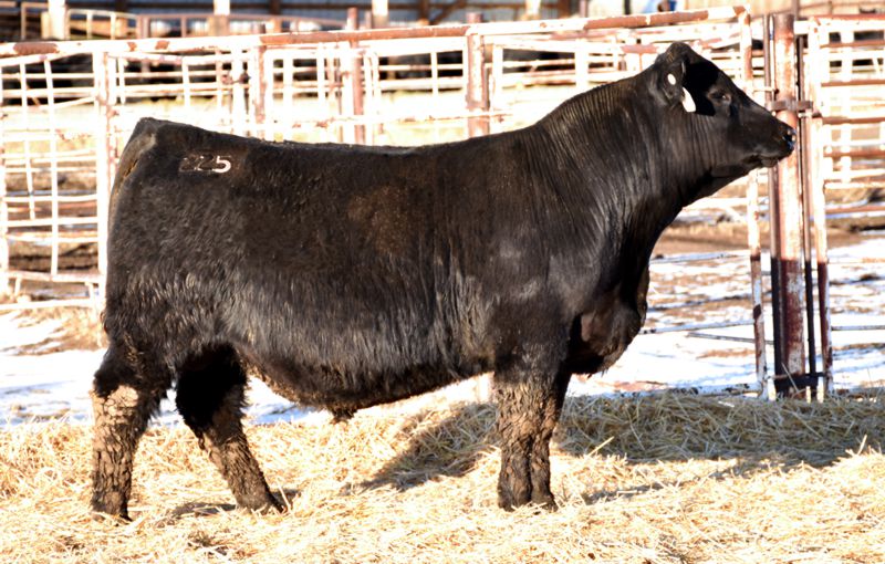 A picture of the Clipper bull.