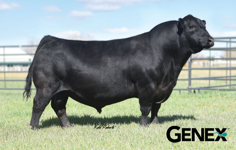 A picture of the KG Justified 3023 bull.