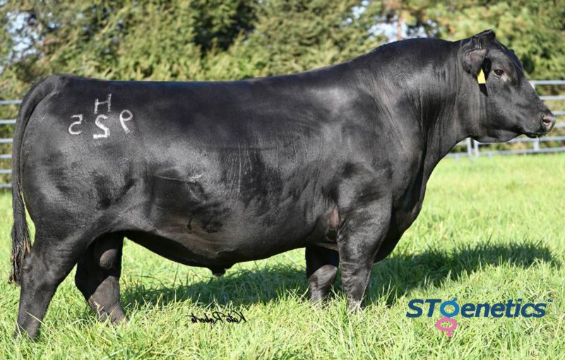 A picture of the Heat Seeke bull.